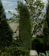   
 Juniperus communis 'Hibernica'